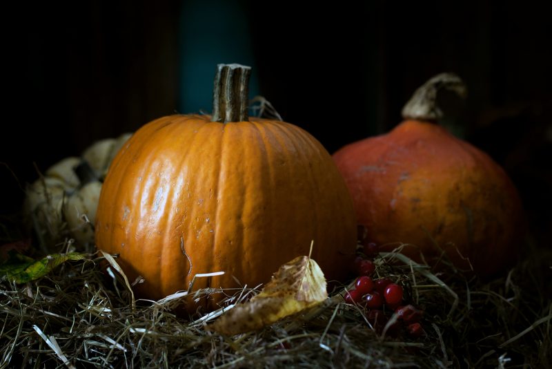 5 Perfect Pumpkin Patches in Cambridge